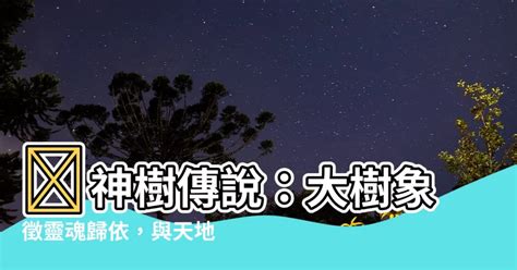 大樹象徵|展覽回顧